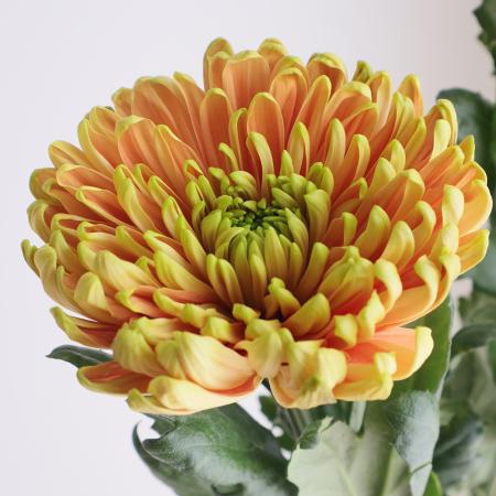 【生花】ディスバッドマム  ロサーノエリザベス(オレンジ複色系)【OT】マレーシア産　SD&H社