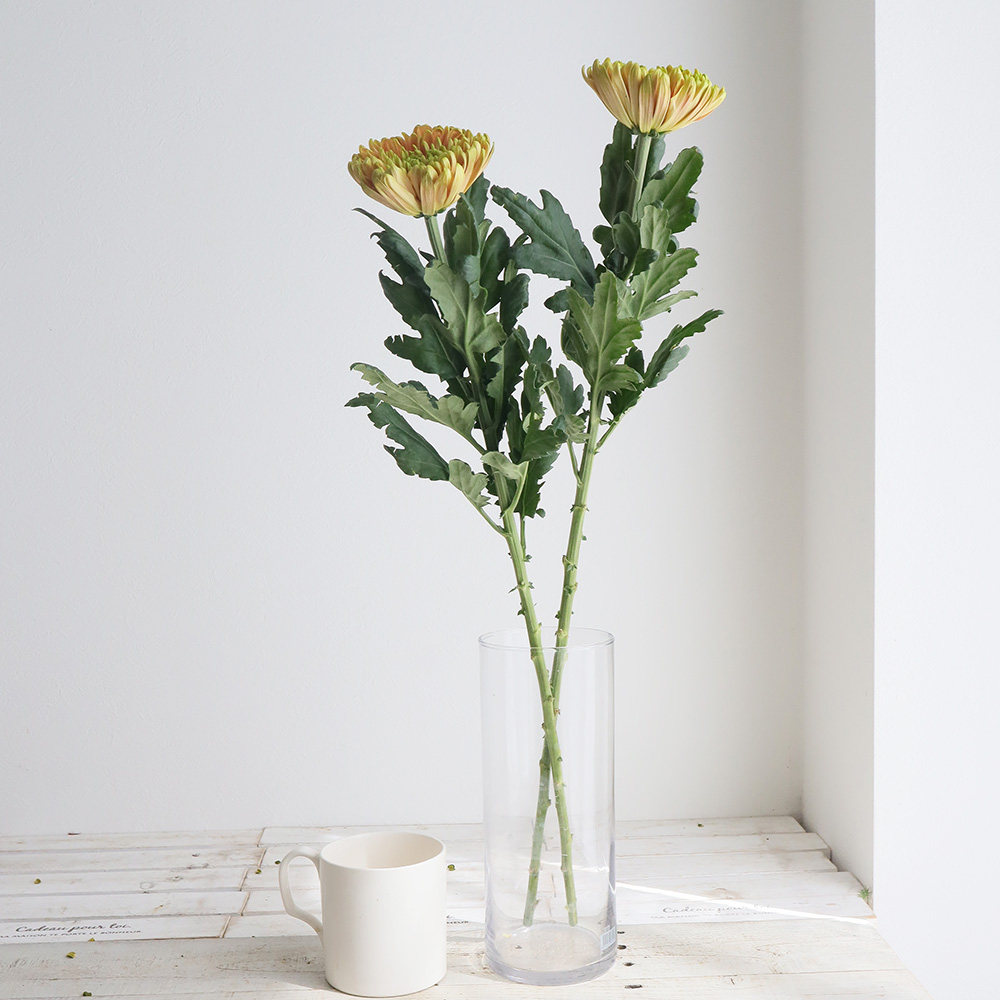 生花】ディスバッドマム ロサーノエリザベス(オレンジ複色系)【OT