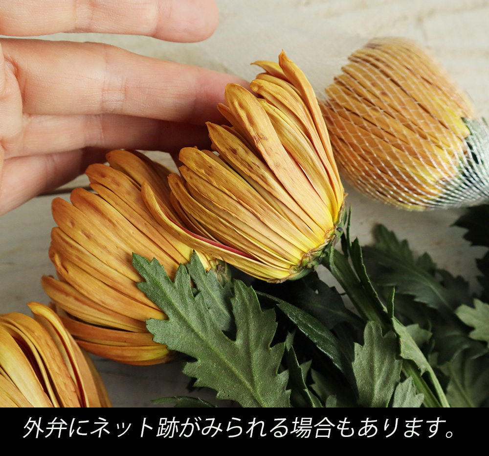 生花】ディスバッドマム ロサーノエリザベス(オレンジ複色系)【OT