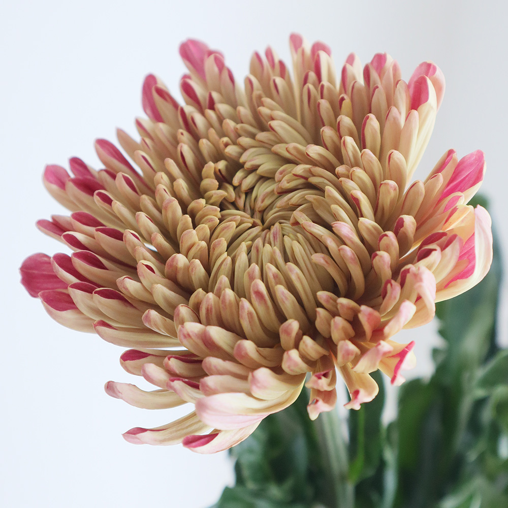 生花】ディスバッドマム クチュールブロンズ(エンジ複色系)【OT