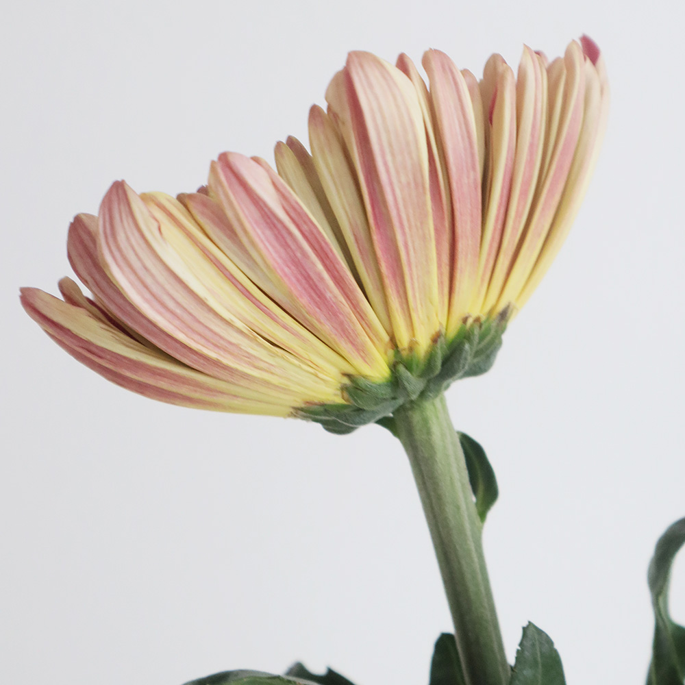 美品！45R ギマニット フラワープリント ボレロ インディゴ 3 ドルマン スタジオ エム :: フルロン :: フルロン 花形5.5寸丼 - マルミツウェブ