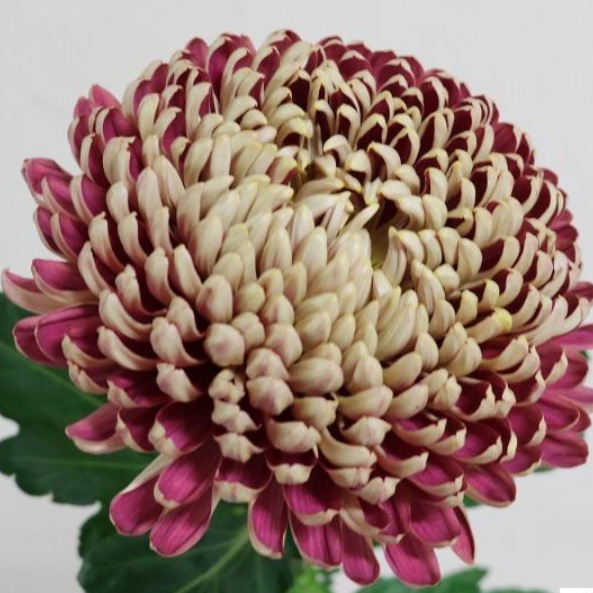 08直前!】ディスバッドマム クチュールブロンズ(エンジ複色系