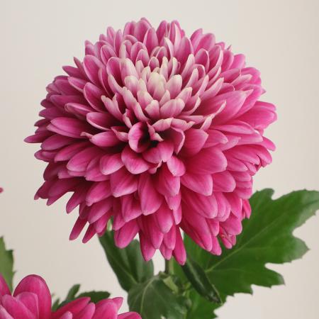 【生花】デコラマム　マスカレード(パープル〜濃いピンク系):JFDマム【FJ】