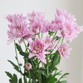 生花】SPマム ロカピンク(八重咲き):JFDマム【FJ】 - 花材通販は