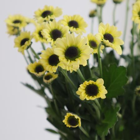 【08直前FJ】小輪SPマム　インヤンクリーム(淡黄・黒目) 秀L　小リン系