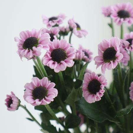 【08直前FJ】小輪SPマム　インヤンピンク(ピンク黒目) 秀L　小リン系