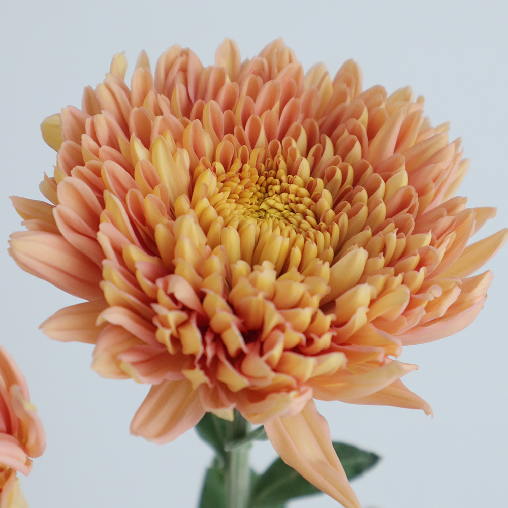 08直前!】ディスバッドマム オレンジエポック - 花材通販はなどんや