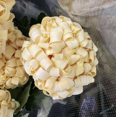 【直前!】デコラマム　レア品種　クリーム色　(品種名確認中)【OT】【生花】
