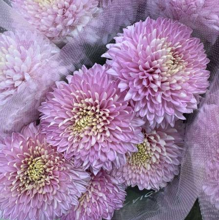 【直前!】デコラマム　国産ピンク　おまかせ【OT】【生花】