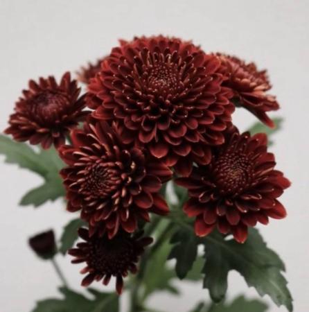 【生花】スプレーマム　シャボンレッド :JFD