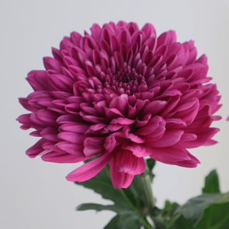 【直前!!】輸入ディスバッドマム(赤紫系)ラミラなど