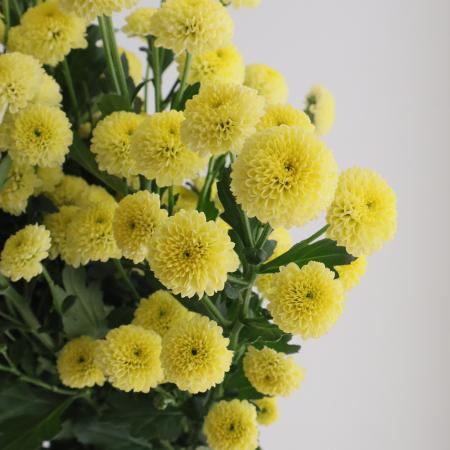 【直前!!!】SPマム  ピサイエロー(ポンポン咲き)