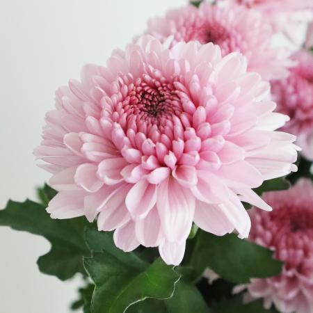 【生花】デコラマム　アルルピンク:JFDマム【FJ】