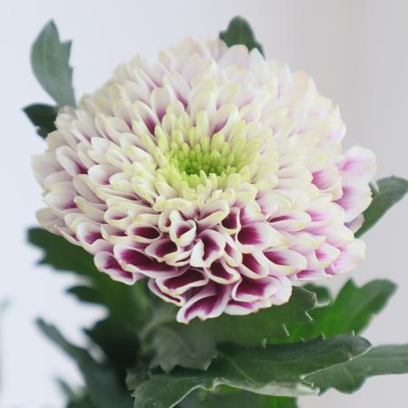 【直前】【生花】輸入デコラマム(紫白・複色系)　マスカレード、デセオなど　 SD&H社【OT】