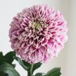 【直前】【生花】輸入デコラマム(紫白・複色系)　マスカレード、デセオなど　 SD&H社【OT】