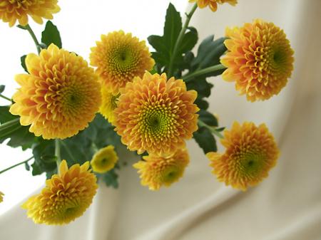 【生花】SPマム 　ポンポン　オレンジ　(ジェニーオレンジ、レオンティンなど)JFDマム【FJ】