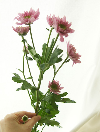 生花】SPマム モナリザ(ピンク・八重):JFDマム【FJ】 - 花材通販はなど