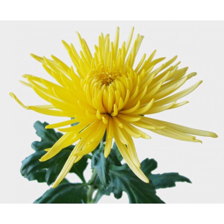 直前0503!!!】アナスタシアサニー〔黄〕:JFDマム - 花材通販は