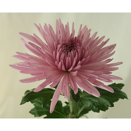 生花 アナスタシアピンク Jfdマム 生花 アナスタシアピンク Jfdマム