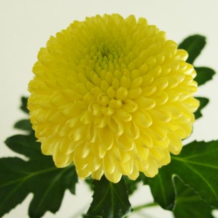 【直前】ピンポンマム〔黄色〕【生花】