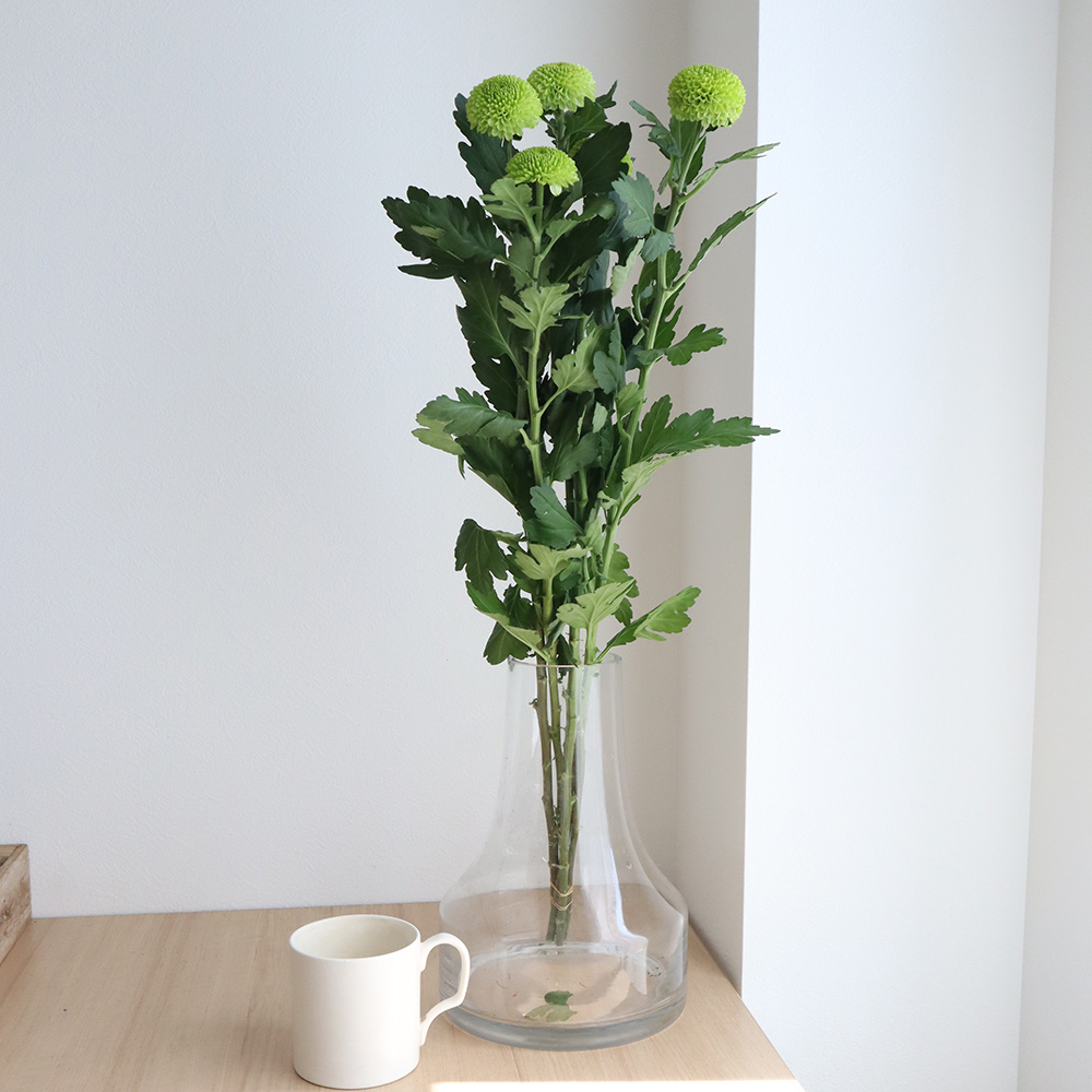 直前 ピンポンマム グリーン系 フィーリンググリーンなど Jfdマム 生花 通販 はなどんやアソシエ 直前 ピンポンマム グリーン系 フィーリンググリーンなど Jfdマム 生花 通販 はなどんやアソシエ