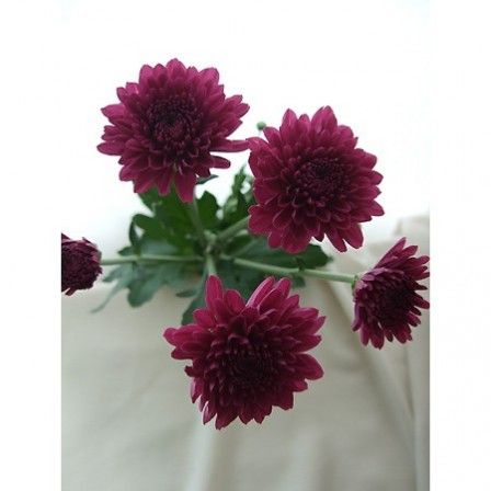 直前 Spマム ロリポップパープル ぽんぽん紫 Jfdマム 生花 通販 はなどんやアソシエ 直前 Spマム ロリポップパープル ぽんぽん紫 Jfdマム 生花 通販 はなどんやアソシエ