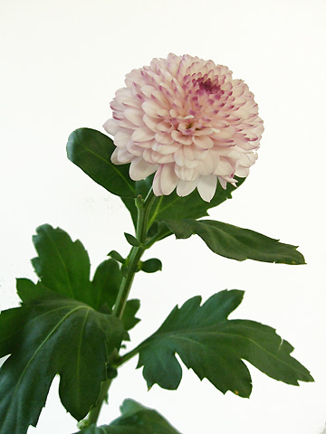 生花 ピンポンマム ロリポップ ピンク Jfdマム 通販 はなどんやアソシエ 生花 ピンポンマム ロリポップ ピンク Jfdマム 通販 はなどんやアソシエ