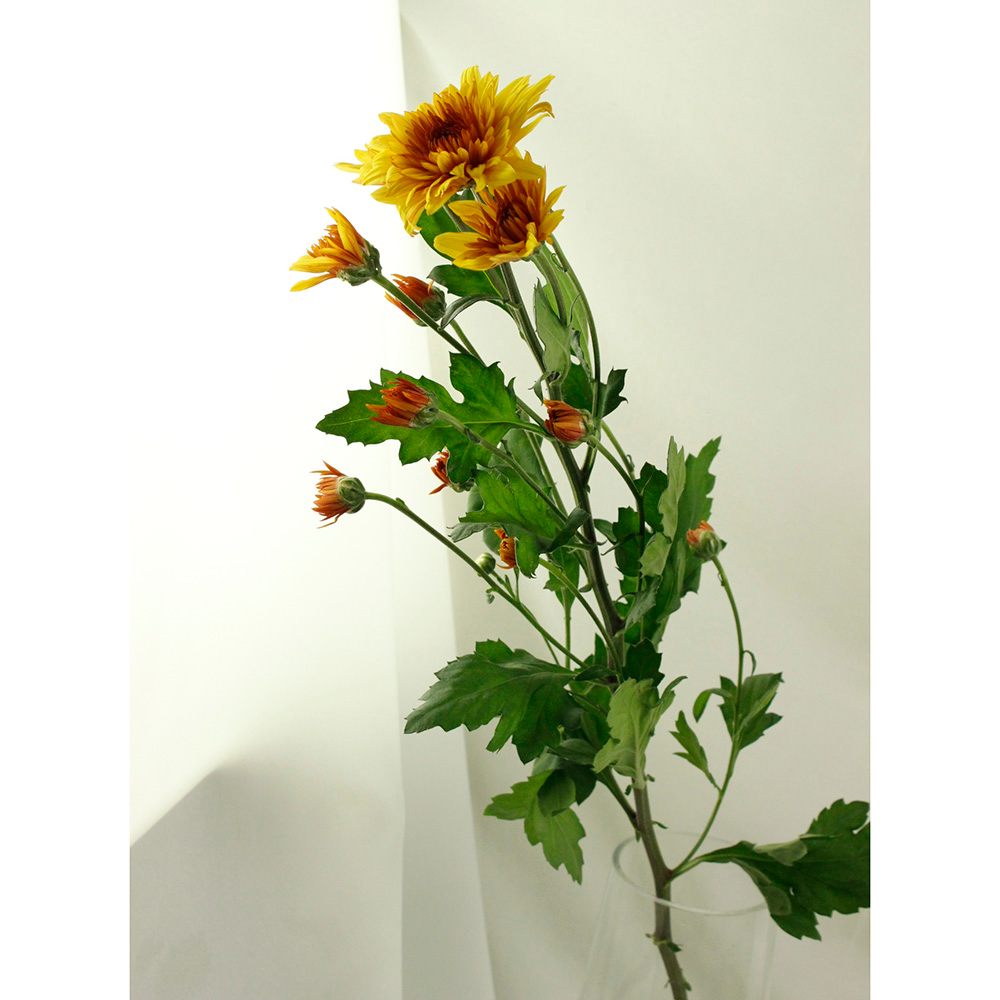 生花】SPマム ダンテイエロー:JFDマム【FJ】 - 花材通販はなどんやアソシエ