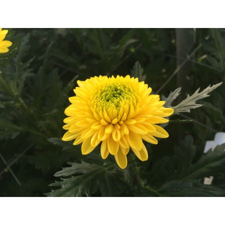 生花 ピンポンマム ボンボンイエロー Jfdマム 通販 はなどんやアソシエ 生花 ピンポンマム ボンボンイエロー Jfdマム 通販 はなどんやアソシエ