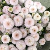 直前!】SPマム マイクロポンポン(ホワイト)JFDマム【生花】 - 花材通販