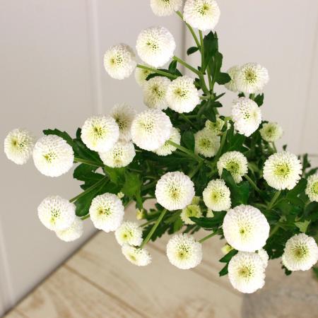 生花 Spマム マイクロポンポン ホワイト Jfdマム 通販 はなどんやアソシエ 生花 Spマム マイクロポンポン ホワイト Jfdマム 通販 はなどんやアソシエ