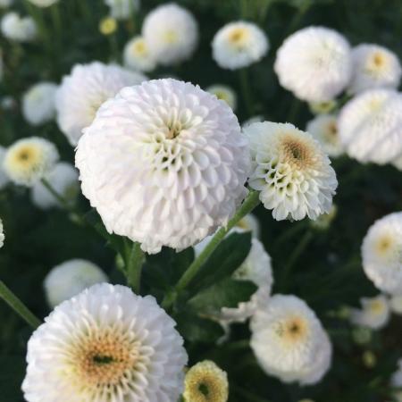 直前!】SPマム マイクロポンポン(ホワイト)JFDマム【生花】 - 花材通販