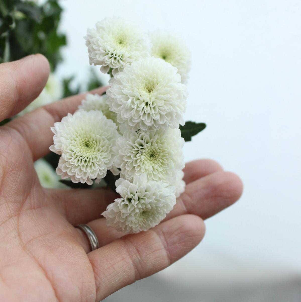 直前 マイクロポンポンspマム 白 カリメロホワイト 生花 通販 はなどんやアソシエ 直前 マイクロポンポンspマム 白 カリメロホワイト 生花 通販 はなどんやアソシエ