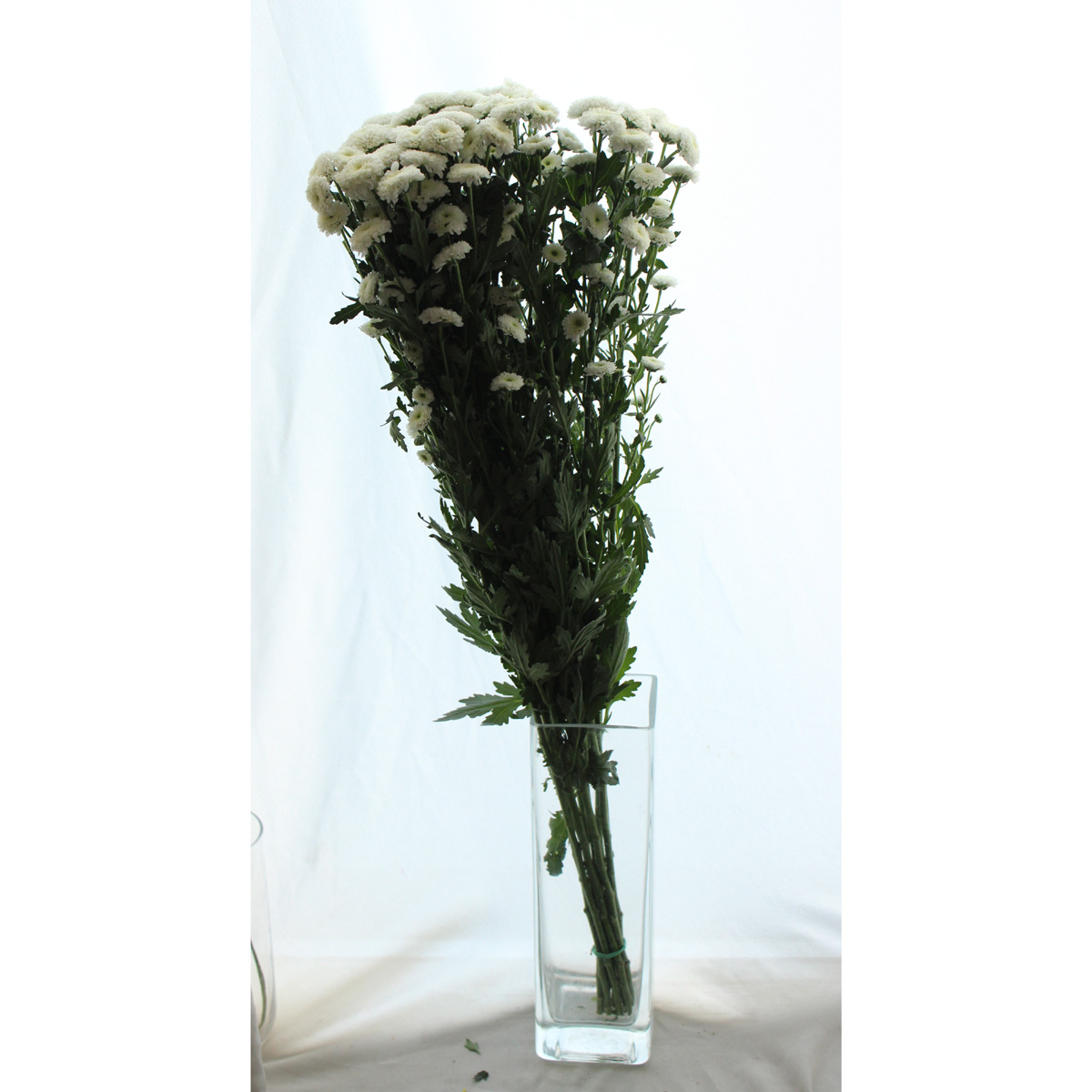 マイクロポンポンspマム カリメロホワイト 通販 はなどんやアソシエ マイクロポンポンspマム カリメロホワイト 通販 はなどんやアソシエ