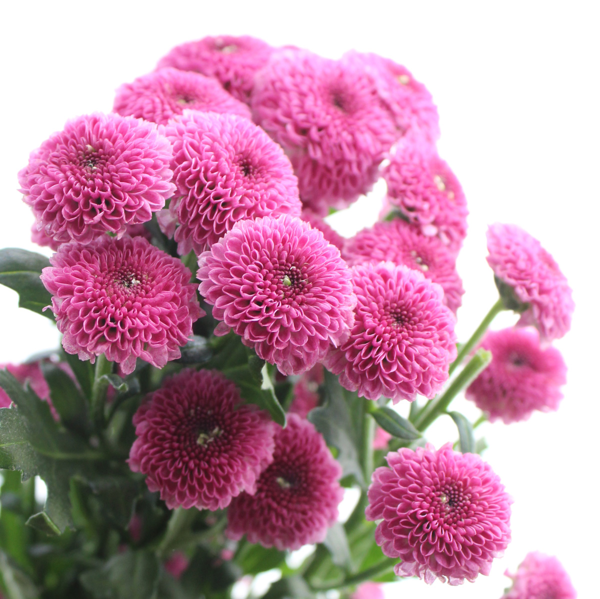 生花 予約 ケース販売60本 マイクロポンポンspマム カリメロピンク クラシック 3d 早締切 商品説明ご確認ください 通販 はなどんやアソシエ 生花 予約 ケース販売60本 マイクロポンポンspマム カリメロピンク クラシック 3d 早締切 商品説明ご確認ください 通販 はなどんやアソシエ