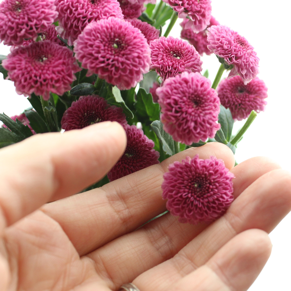 生花 予約 ケース販売60本 マイクロポンポンspマム カリメロピンク クラシック 3d 早締切 商品説明ご確認ください 通販 はなどんやアソシエ 生花 予約 ケース販売60本 マイクロポンポンspマム カリメロピンク クラシック 3d 早締切 商品説明ご確認ください 通販 はなどんやアソシエ