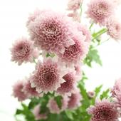 生花】SPマム ソフィア(ぽんぽんピンク):JFDマム【FJ】 - 花材通販は