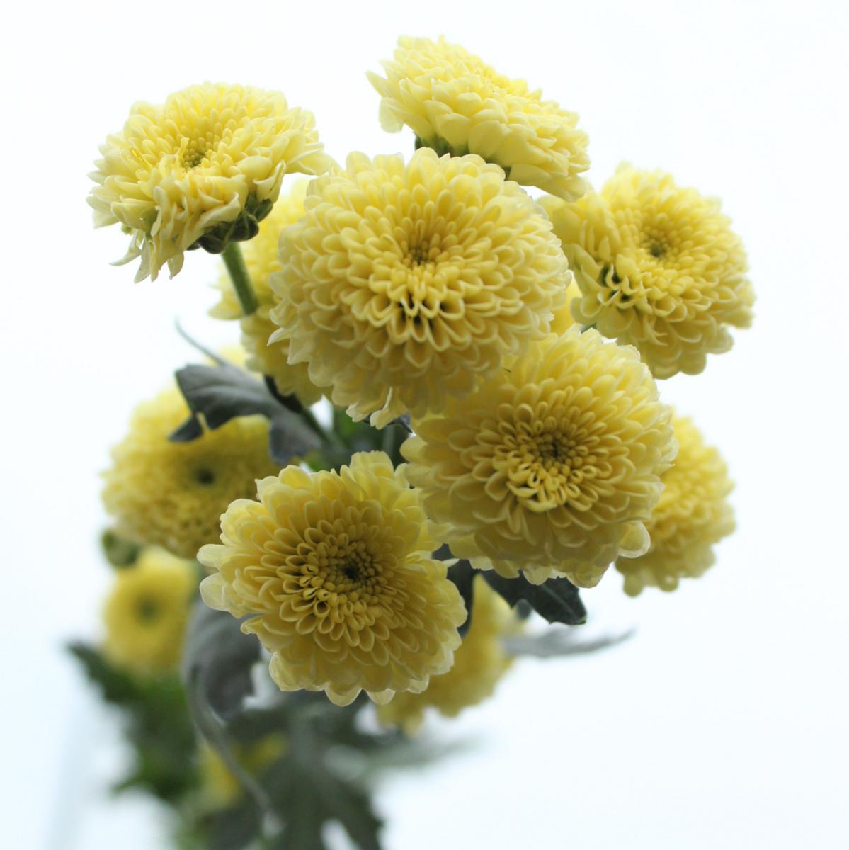 生花 予約 ケース販売60本 マイクロポンポンspマム カリメロイエロー サマー サニー 早締切 商品説明ご確認ください 通販 はなどんやアソシエ 生花 予約 ケース販売60本 マイクロポンポンspマム カリメロイエロー サマー サニー 早締切 商品説明ご確認ください 通販 はなどんやアソシエ