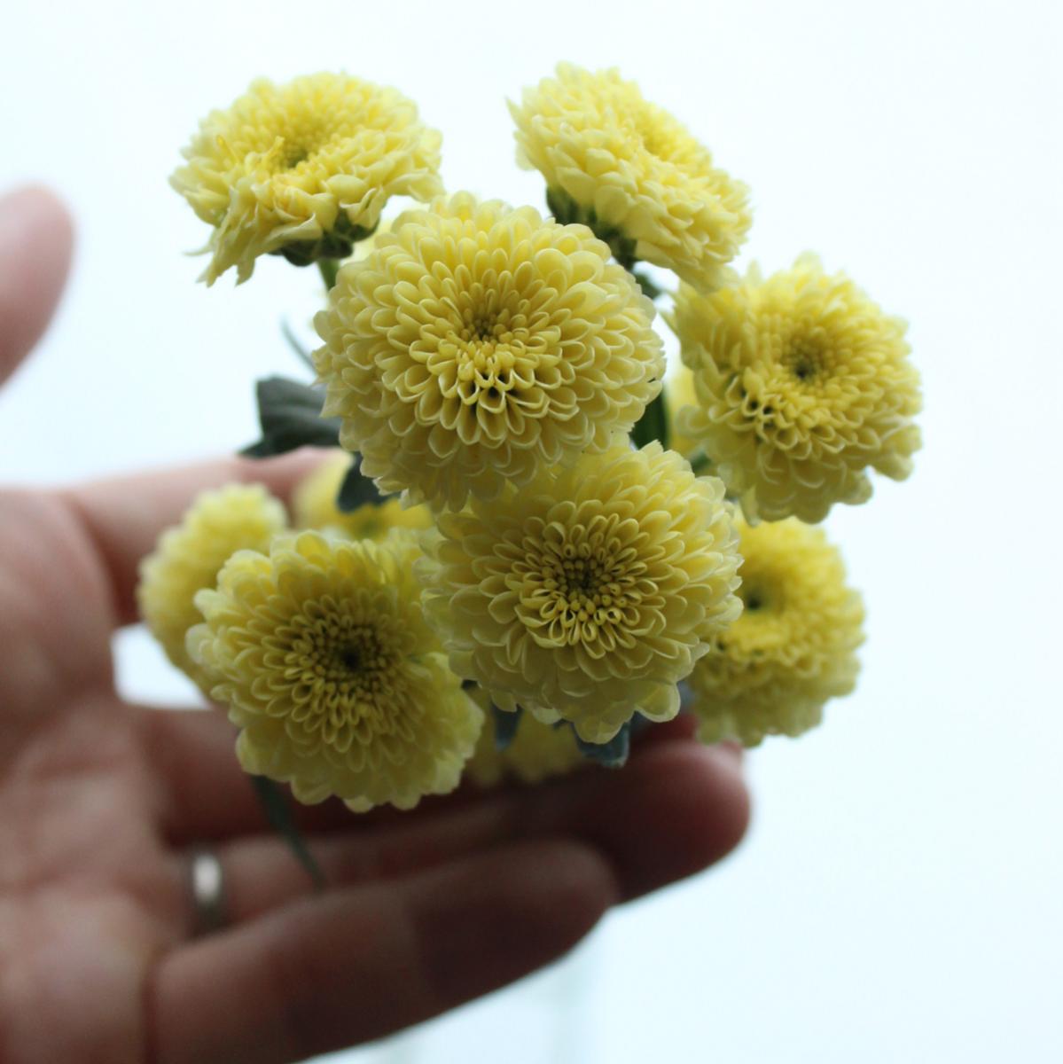 生花 予約 ケース販売60本 マイクロポンポンspマム カリメロイエロー サマー サニー 早締切 商品説明ご確認ください 通販 はなどんやアソシエ
