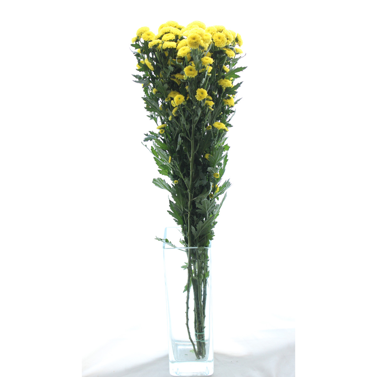 生花 マイクロポンポンspマム カリメロイエロー 早締切 74 通販 はなどんやアソシエ 生花 マイクロポンポンspマム カリメロイエロー 早締切 74 通販 はなどんやアソシエ