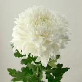 ※販売期間外※【直前!!】デコラマム サイレント（白）青森県　キレイな大輪のマム【生花】