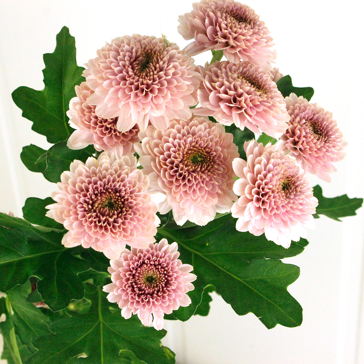 生花】SPマム マシュー(ピンク)ぽんぽん咲き - 花材通販はなどんやアソシエ