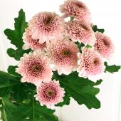 生花】SPマム マシュー(ピンク)ぽんぽん咲き - 花材通販はなどんやアソシエ