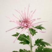直前!!】糸菊 ピンク系 ※品種はお任せとなります 【生花】 - 花材通販