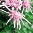 【直前!!】糸菊 ピンク系 ※品種はお任せとなります 【生花】