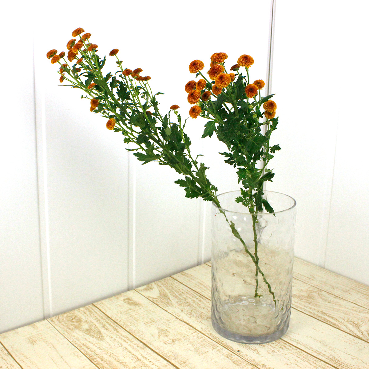 生花】SPマム ノラ オレンジ(マイクロポンポン ) - 花材通販はなどんや