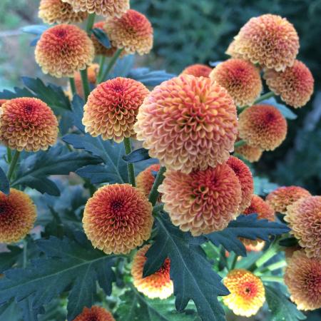 生花】SPマム ノラ オレンジ(マイクロポンポン ) - 花材通販はなどんや