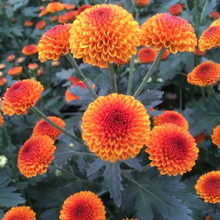 【生花】SPマム ファイヤーボール:JFD