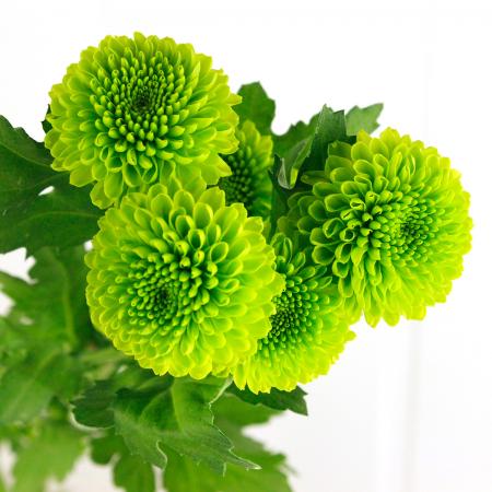 生花 Spマム ウォーク グリーン Jfd 通販 はなどんやアソシエ