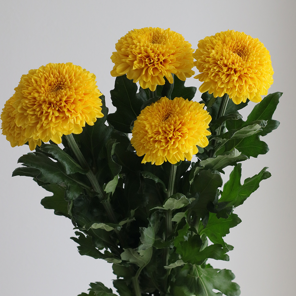 生花】ピンポンマム パラドフ またはパラドフダーク(オレンジぽんぽん